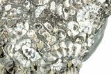 Ammonite (Promicroceras) Cluster - Marston Magna, England #282029-1